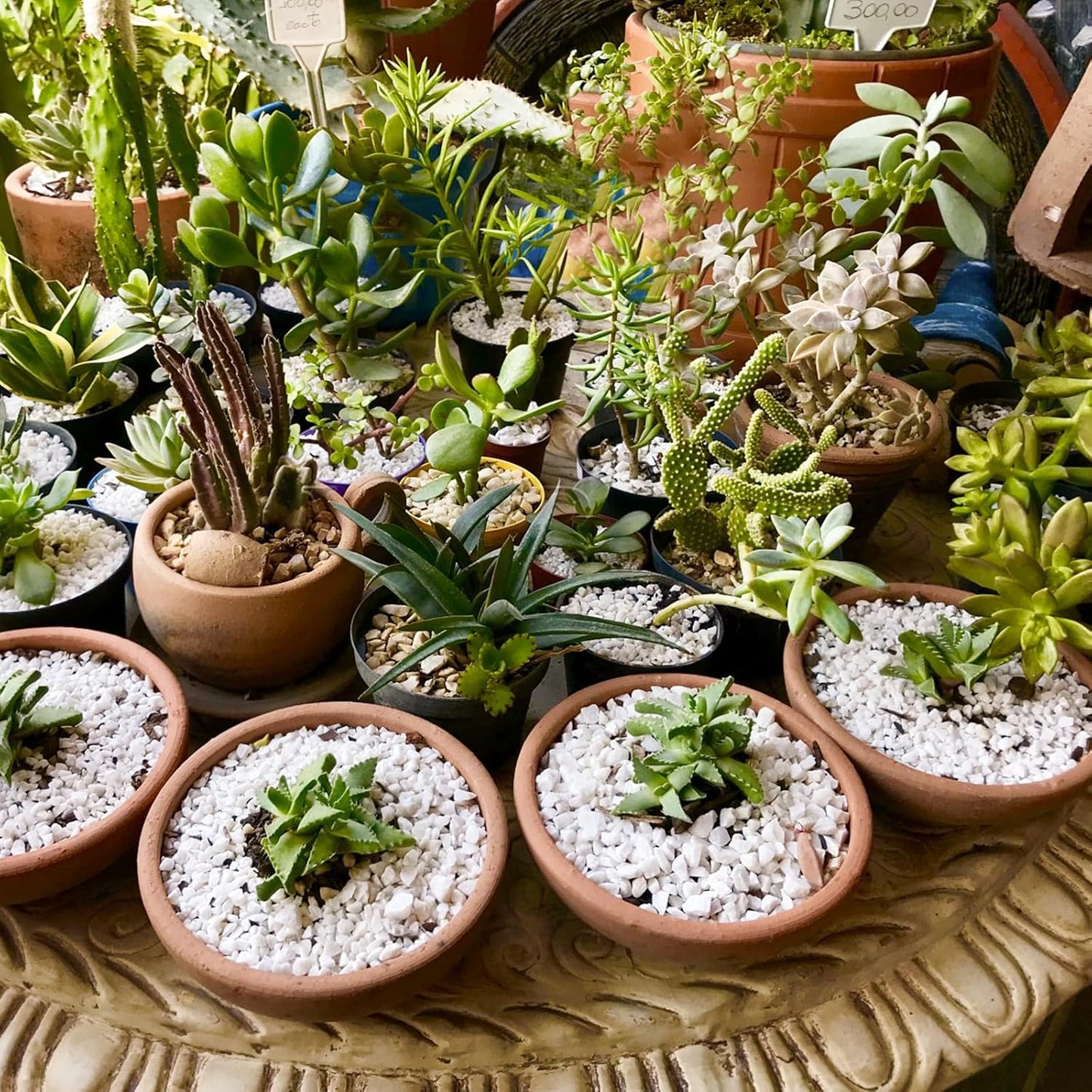 Horticultural Perlite for Plants 4qt, All Natural Horticultural Soil Additive Conditioner Mix, Improve Ventilation and Drainage, Enhance Soil Health and Root Growth