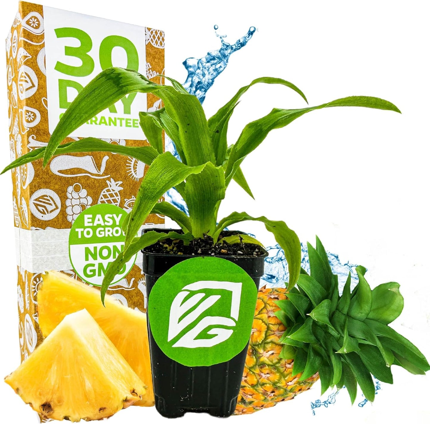 Elite Gold Pineapple Live Plant - Ananas Comosus - Wellspring Gardens Starter Plant - Ideal Pineapple Plant Live Easy to Grow Starter Plant Great for Outdoor and Patio Planting Growth Potential