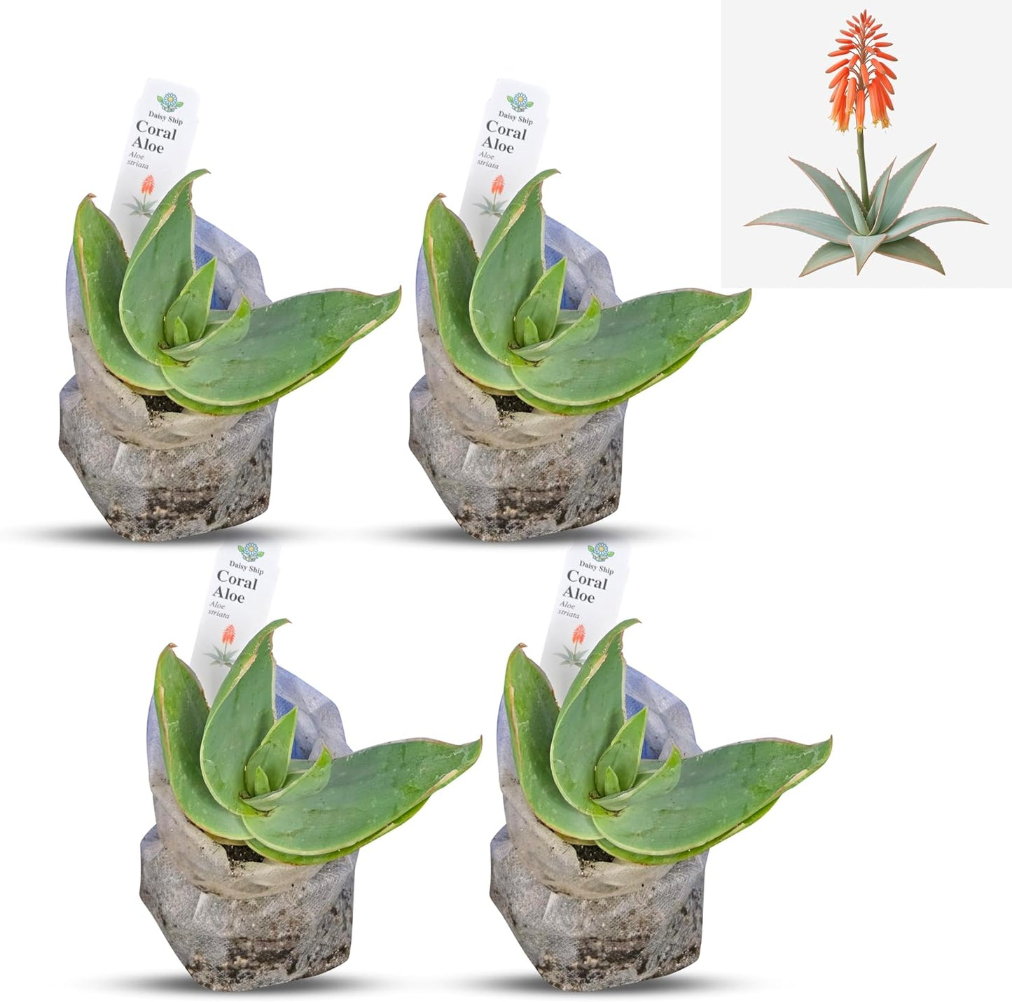 Coral Aloe Plants (Aloe striata) - Live Succulent with Striking Pink Edges and Smooth, Flat Leaves for Indoor/Outdoor Gardening (4 Coral Aloe sacs)