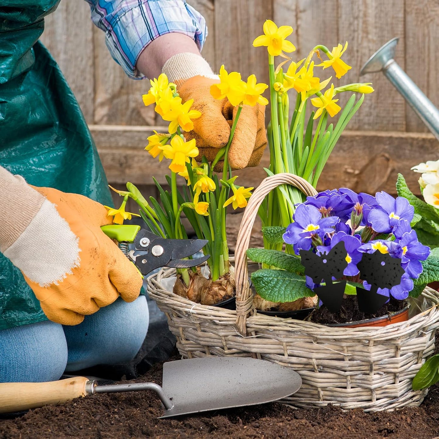 USKICH Sticky Traps Gnat Killer Fruit Fly Traps Non-Toxic and Odorless Fungus Gnat Traps Insect Traps Black Sticky Trap for Indoor and Outdoor Plants（48Pcs Black）