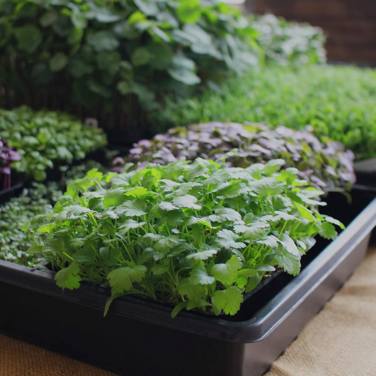 Minute Soil Organic Coco Peat 12 Pack – Lightweight Growing Bricks Expand to 18 Gal – Potting Mix for Microgreens, Herbs, Vegetables, Flowers, Indoor Containers, Seed Trays