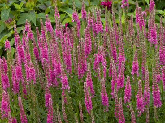 Greenwood Nursery: Live Perennial Plants - 'Red Fox' Spiked Speedwell + Veronica Spicata - [Qty: 3X Pint Pots] - (Click for Other Available Plants/Quantities)