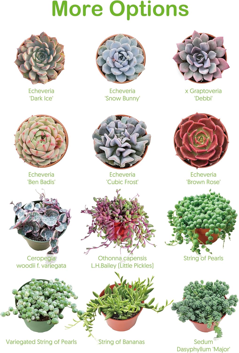 4-inch Succulent Echeveria agavoides 'Lipstick', Live Succulents Plants Fully Rooted in Pots with Soil, Easy-Care House Plants for DIY, Home Office Decoration