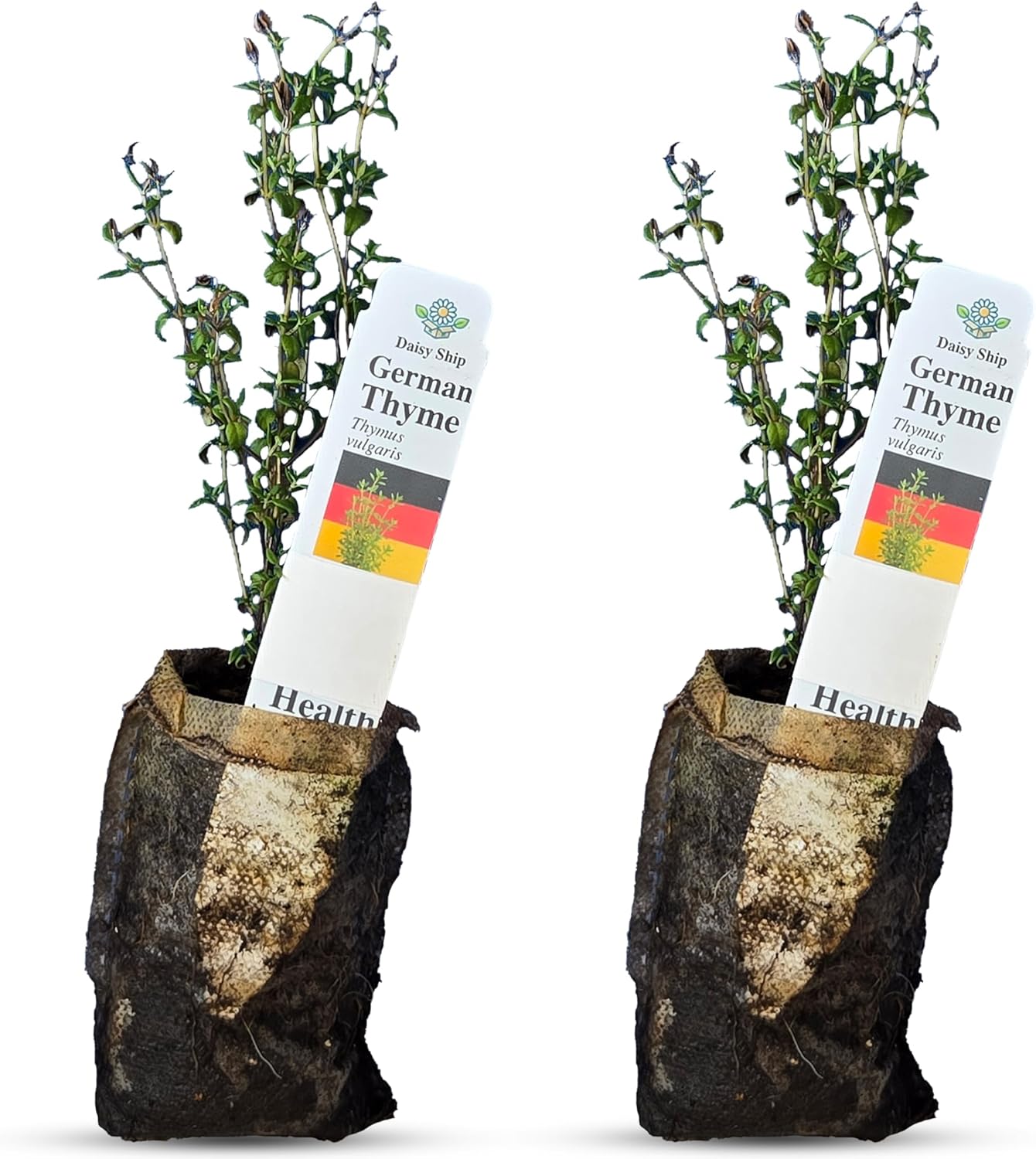German Thyme Plants - Perfect for Indoor or Outdoor Gardening, High in Antioxidants, Fragrant and Flavorful Herb (2 ger Thyme Bags)