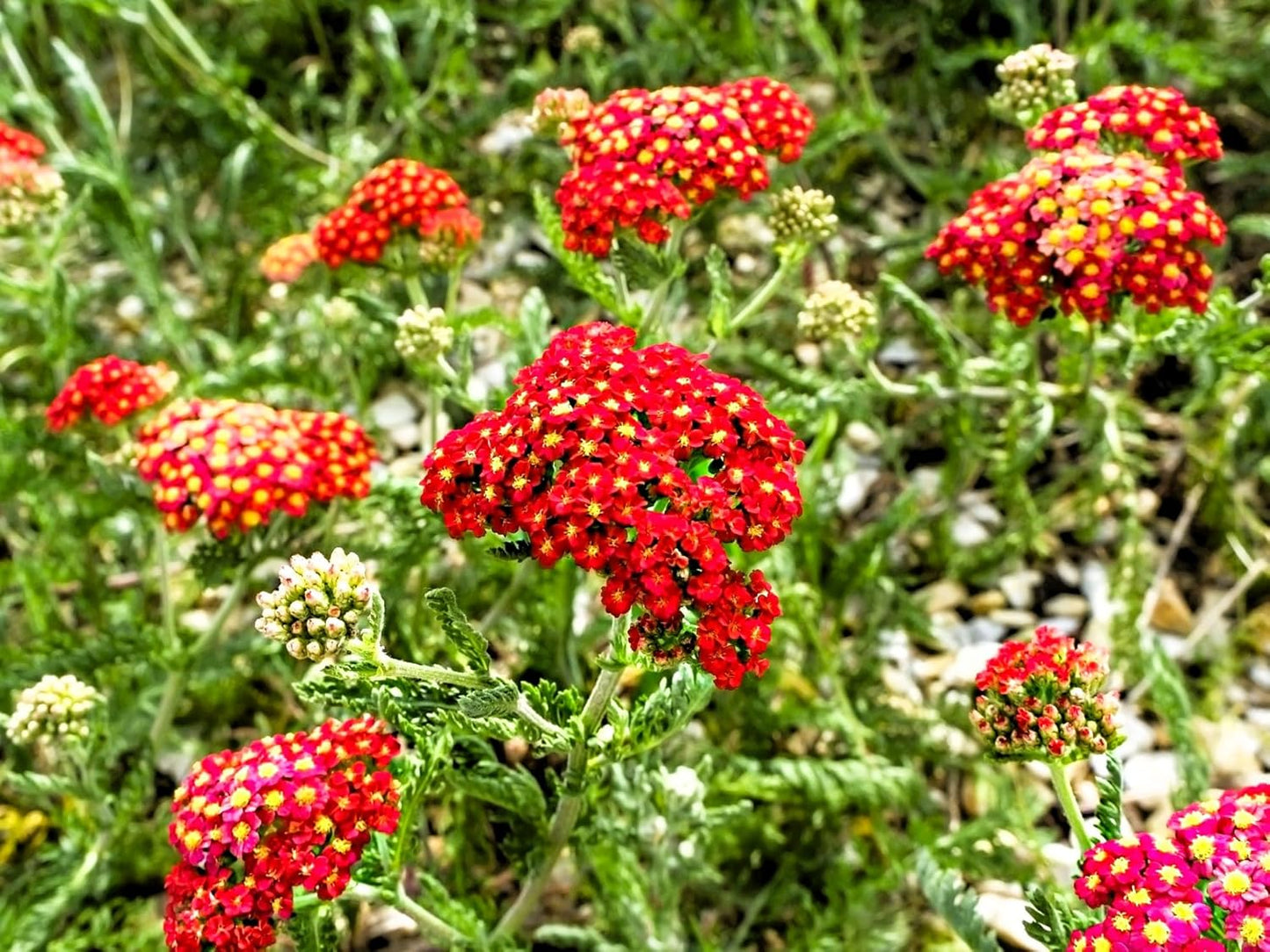 Greenwood Nursery: Live Perennial Plants - Achillea New Vintage Red Yarrow - [Qty: 2X Pint Pots] - (Click for Other Available Plants/Quantities)