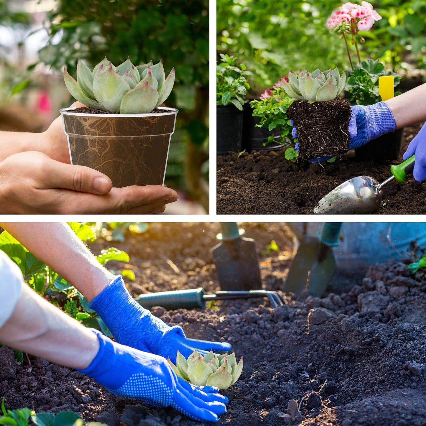 3 Inch Clear Nursery Pots, 60 Pack Highly Transparent Plastic Seedling Starter Planters with Drainage Holes and Trays for Flowers, Small Plant Pots for Indoor Plants