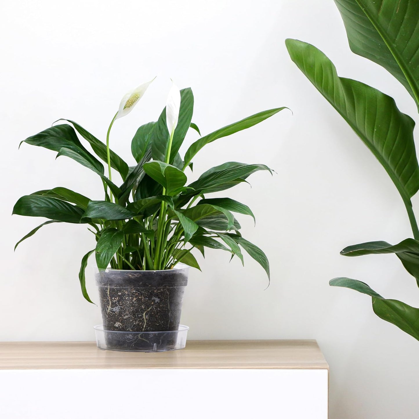 6 Inch Clear Plastic Plant Pot with Drainage Holes, Interlocking & Detachable Tray - Deep Saucer - Durable BPA-Free Plastic, Transparent Design, Raised Base for Airflow, Set of 24, 92-X-C-4