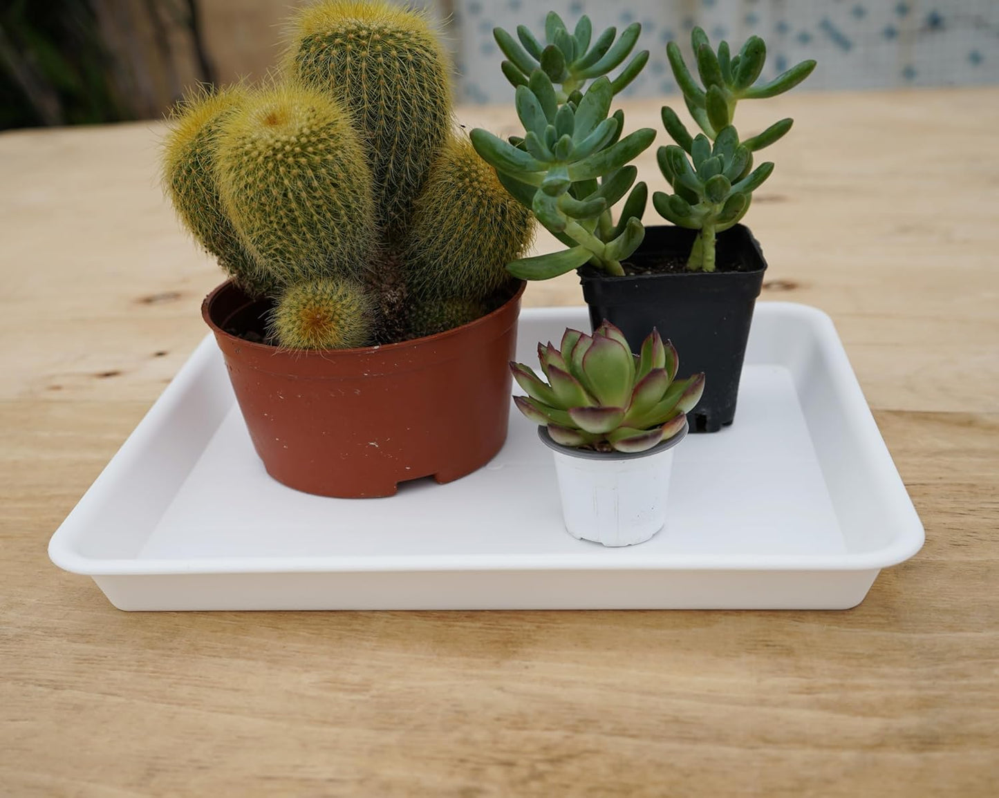 Plant Saucer Growing Tray, Seed Starter Tray Rectangular, Heavy Sturdy Plastic Plant Saucers Drainage Trays, Plant Drip Trays for Pots, Seed Starter Growing Pots (11 x 9 inch, 2 Pack)