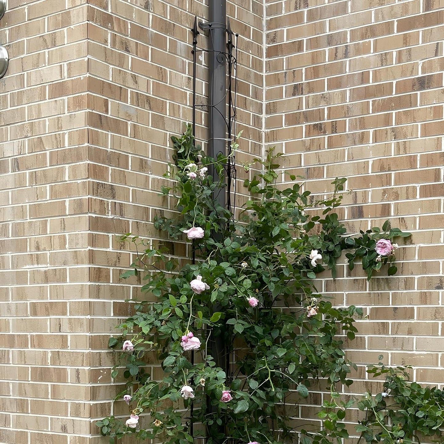 Garden Trellis 2 Pack 72'' H x 12'' W Metal Plant Trellis Indoor/Outdoor Metal Garden Trellis Plant Trellis for Potted Plants Climbing Houseplants Flowers