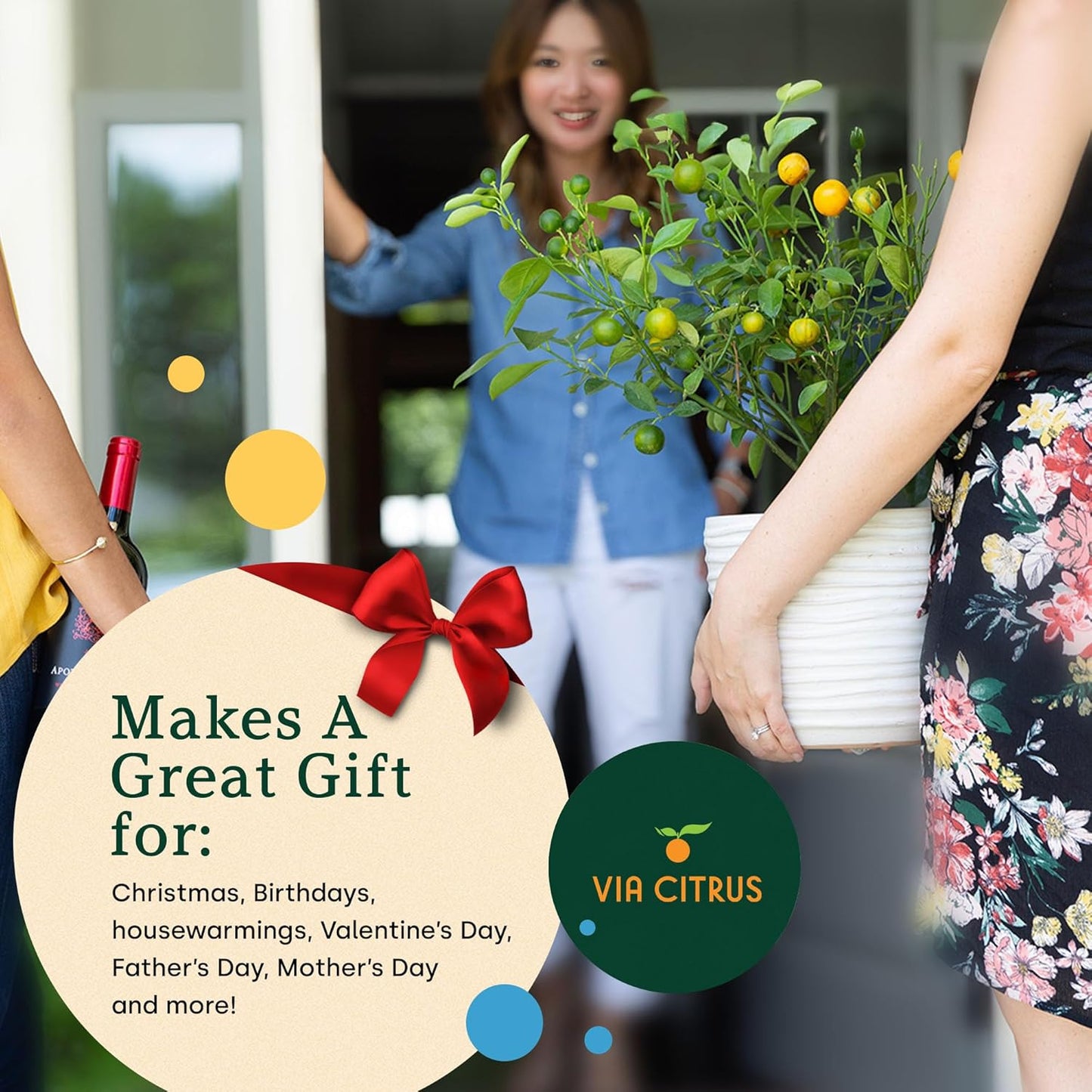 Key Lime Live Tree Indoor Plants Outdoor 18-22" Tall - Fruit Trees, Key Limes Tree Outdoor Patio Cannot Ship: CA/AZ/TX/LA – Potted Indoor Fruit Trees Live Plants, Plant Lover Gifts by Via Citrus