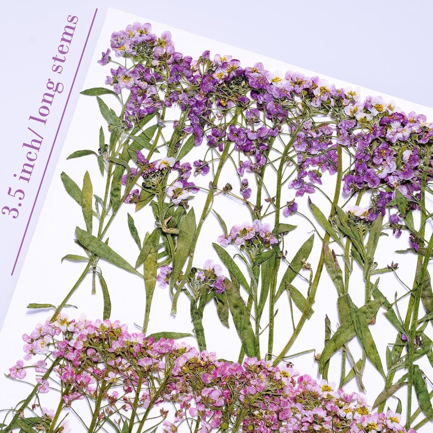 48 Pcs Mix Natural Dried Pressed Flowers for Cake Decorating, Real Dry Flower for Resin Jewelry Making, DIY Art Crafts - Sweet Alyssum