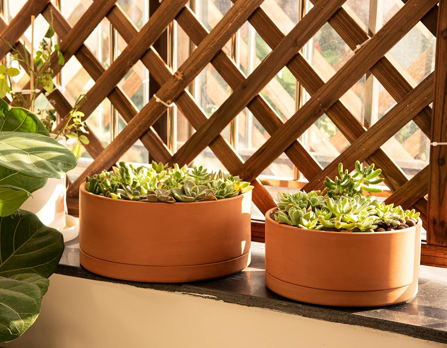 D'vine Dev 12 Inch Succulent Terracotta Shallow Pot with Drainage Hole and Saucer, Round Cylinder Planter Pot for Plant Flower, 40-Y-C-0