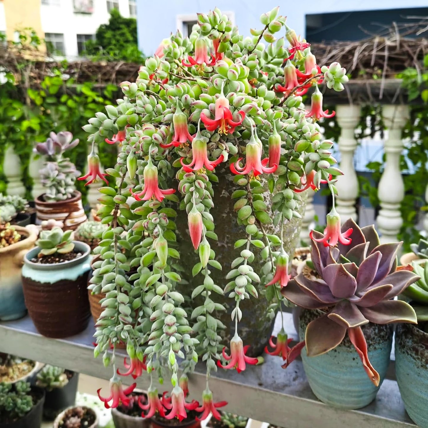 4" Cotyledon Pendens in White Stripe Pot, Live Succulent Rare House Plant for Home Office Wedding Indoor Outdoor Decoration, DIY Projects, Party Favor