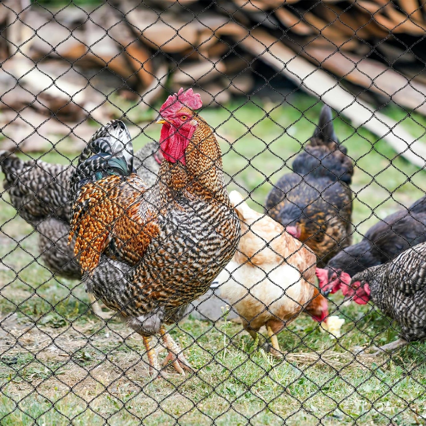 Junflying Bird Netting for Chicken Coop, 1 Inch Mesh 25x100 Ft Strong Woven Poultry Netting for Chicken Run Roof Cover, Against Bird Hawk Small Animals, Protect Strawberry Plant Fruit Tree Vegetable