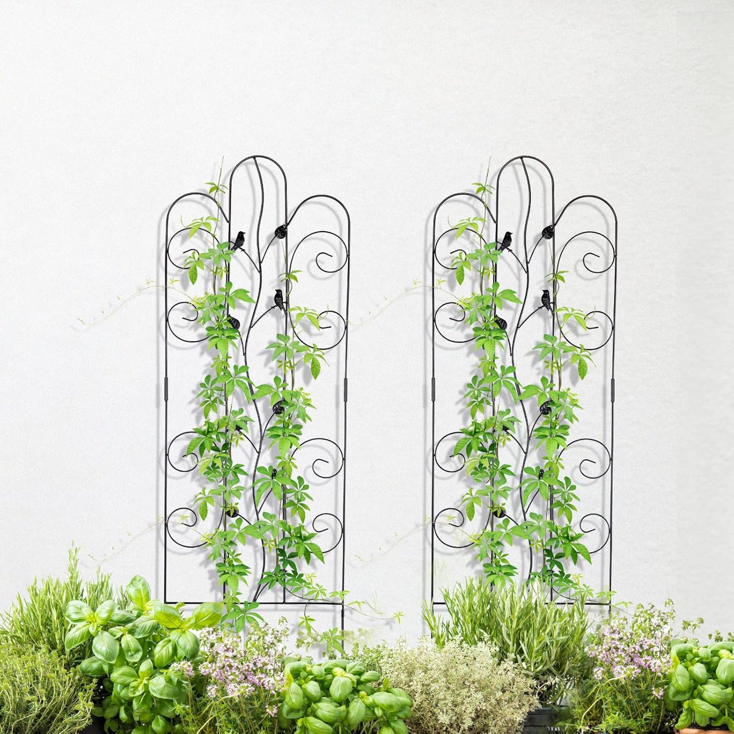 Metal Garden Trellis for Climbing Plants & Roses 61''x 18.5" Plants Support Rustproof Sturdy Leaves Garden Trellis for Vegetables Trellis for Potted Plants Pack of 2 - Black