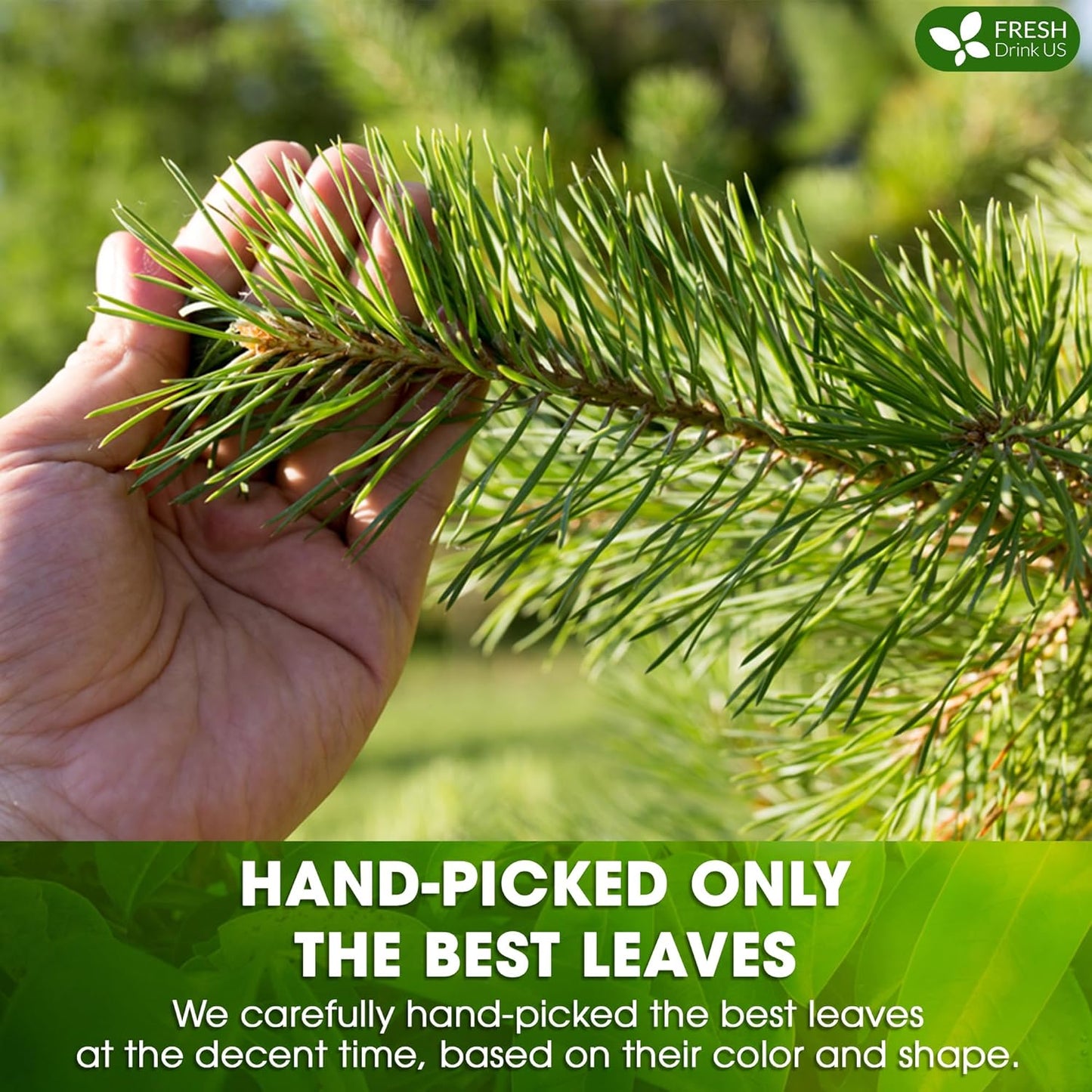 FreshDrinkUS, Pine Needle Tea Bags – 135 Tea Bags, Naturally Caffeine-Free, Refreshing Herbal Tea, Wild-Harvested Pine Leaves, Aromatic and Soothing – Non-GMO & Eco-Friendly Packaging