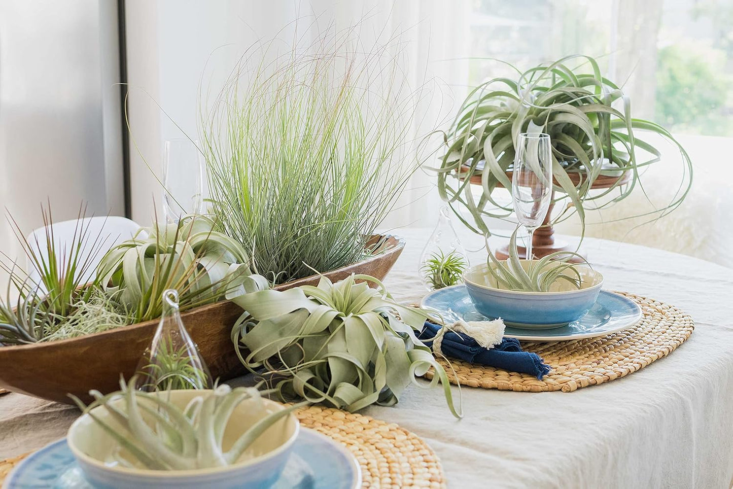 5 Pack of Classic Air Plants Variety - Live Succulent House Plants - Available in Wholesale and Bulk - Home and Garden Decor - Easy Care Indoor/Outdoor Air Plant