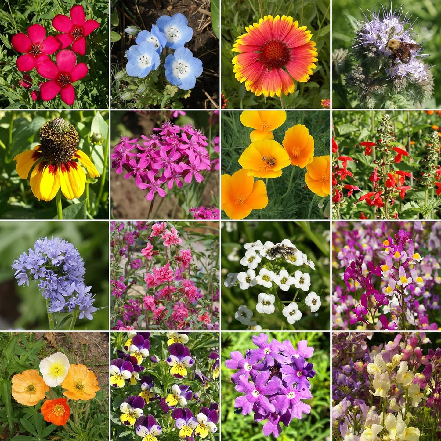 Ferry-Morse Cool Season Mix Bulk Wildflower Seeds, 1lb