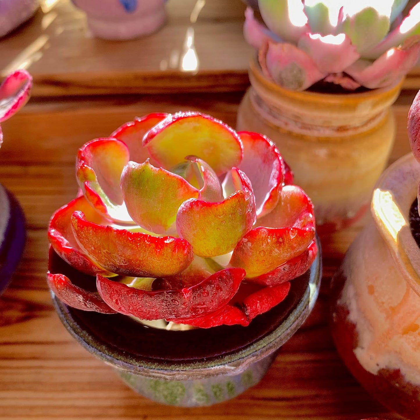 FWPP Cotyledon orbiculata ‘Variegated Heart of Moon’Live Succulent Plant in 2 Inch Pot, Red-Edged Variegated Leaves, Fully Rooted Easy Care Houseplant, Great Gift for Plant Lovers & Indoor Decor