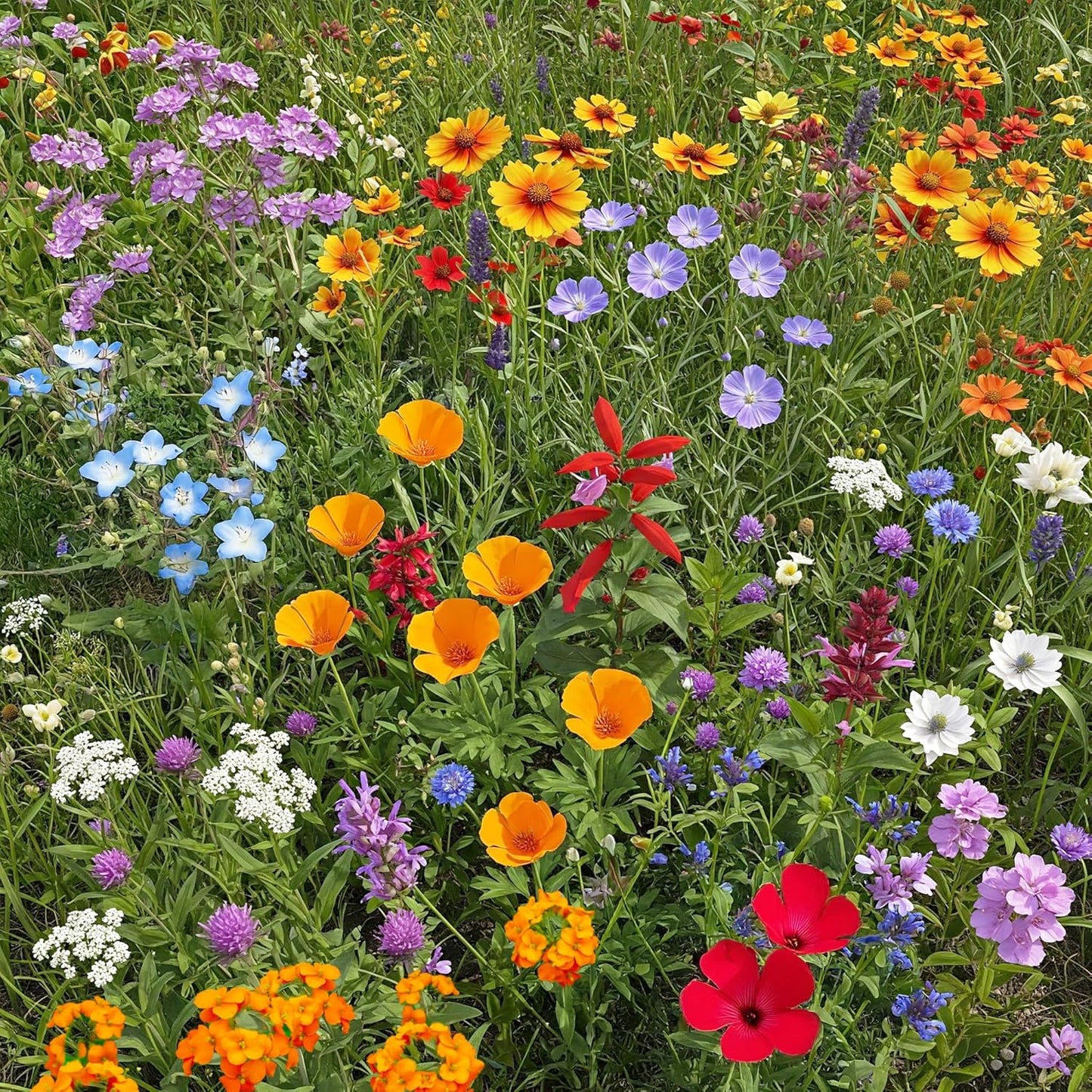 Ferry-Morse Cool Season Mix Bulk Wildflower Seeds, 1lb
