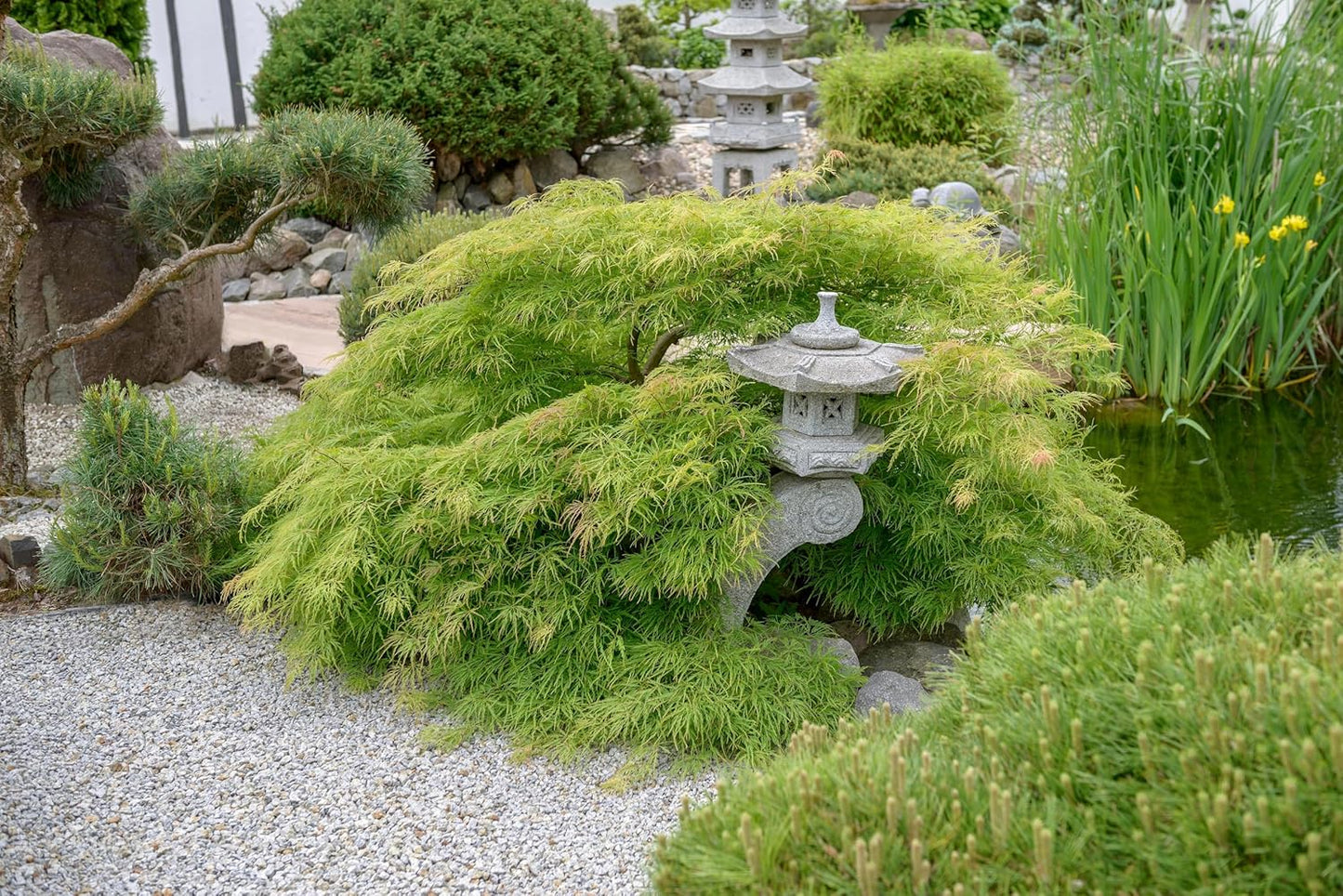3 Green Japanese Maple Tree Seedlings for Planting - Excellent Bonsai Material - Ready to Plant - Approx 12 Inches Tall