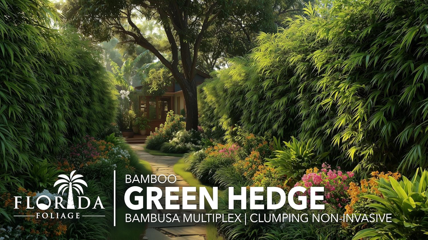 Green Hedge Bamboo | 5 Large Gallon Size Plants | Bambusa multiplex | Fast Growing Privacy Screen | Clumping Bamboo for Landscapes Gardens Walkways Accent Foundation Beds Decorative Garden