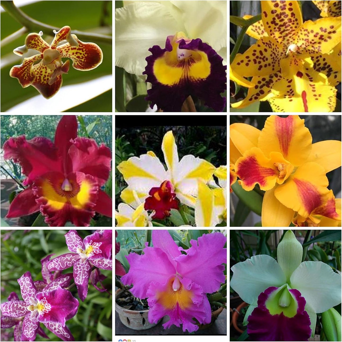 5 Live Orchid Plants (Cattleya, Oncidium, Dendrobium, Vanda, and Phalaenopsis ) Premium Beautiful Orchids - Angel’s Orchids