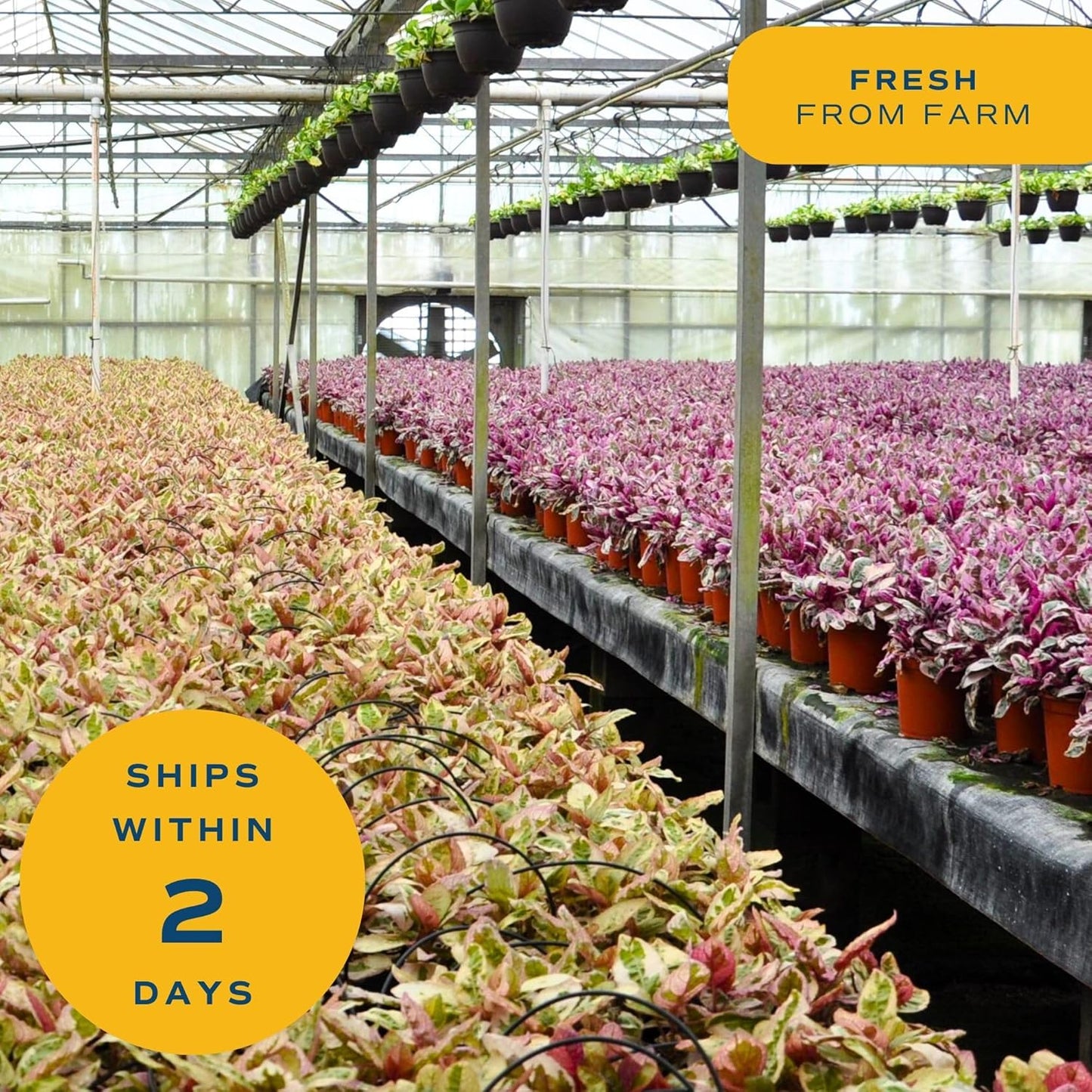 Costa Farms Money Tree Live Plant | 8-10 Inches Tall | Easy to Grow Indoor Houseplant in 2.5 Inch Cute Planter | Live Bonsai Home, Office, or Room Decor | Gardening, Birthday, and Housewarming Gift