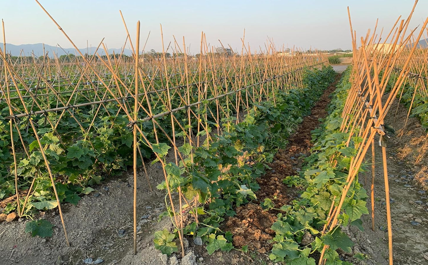 Plant Bamboo Post,4Feet,Bamboo Garden Stakes,65PcsBamboo Stakes,for Tomato,Beans,Vegetable and Flowers, Potted Plants,Indoor and Outdoor Climbing Plants