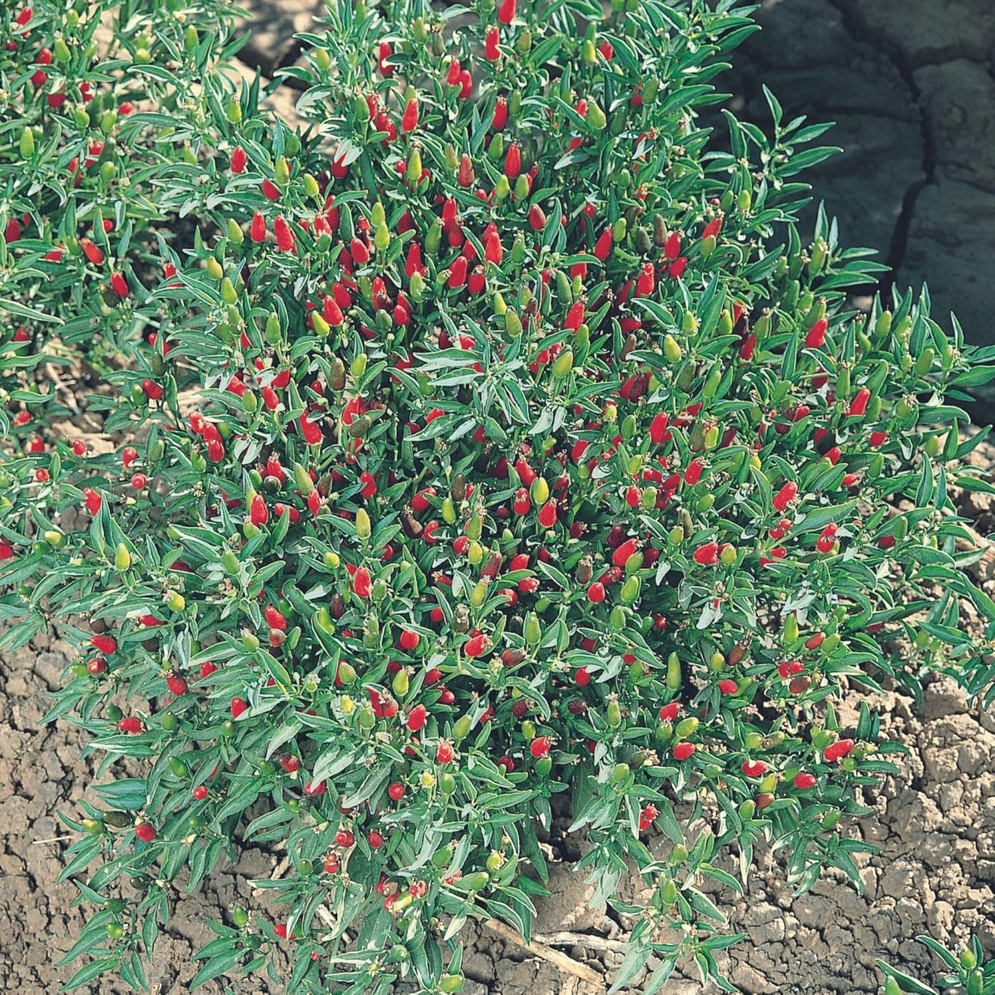 Thai Ornamental Hot Pepper 0.25 Oz ~3,000 Seeds – Non-GMO, Heirloom, Open-Pollinated – 50K–100K SHU – Compact, Upright Plants – Edible & Decorative – Heat-Tolerant