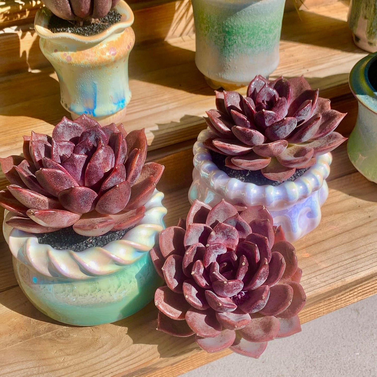 FWPP Live Succulents Plants Echeveria Black Mamba 3 inches,Rare Black Red Succulents Bare Root Without Pot Soil, Live Plants Indoor Office Decoration Wedding and Gift