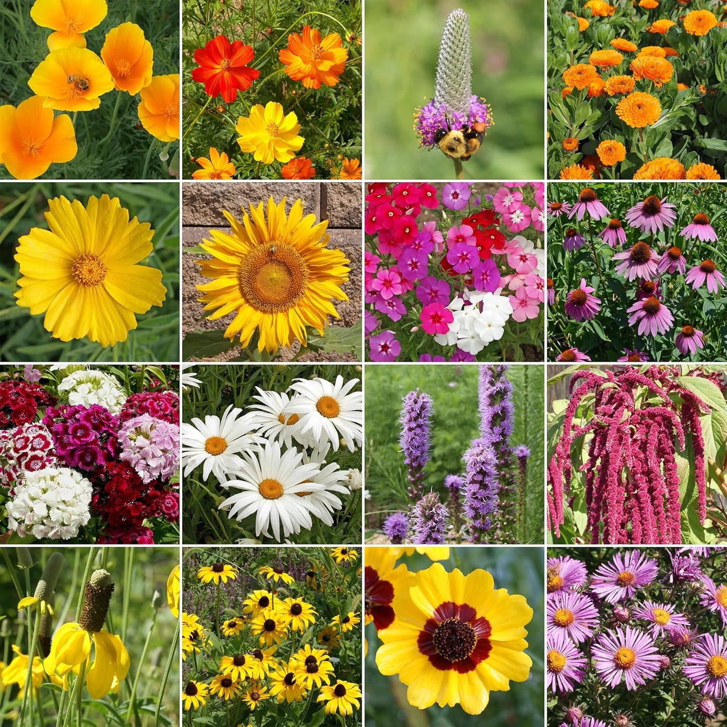 Ferry-Morse Pollinator Lover’s Mix Bulk Wildflower Seeds, 1lb