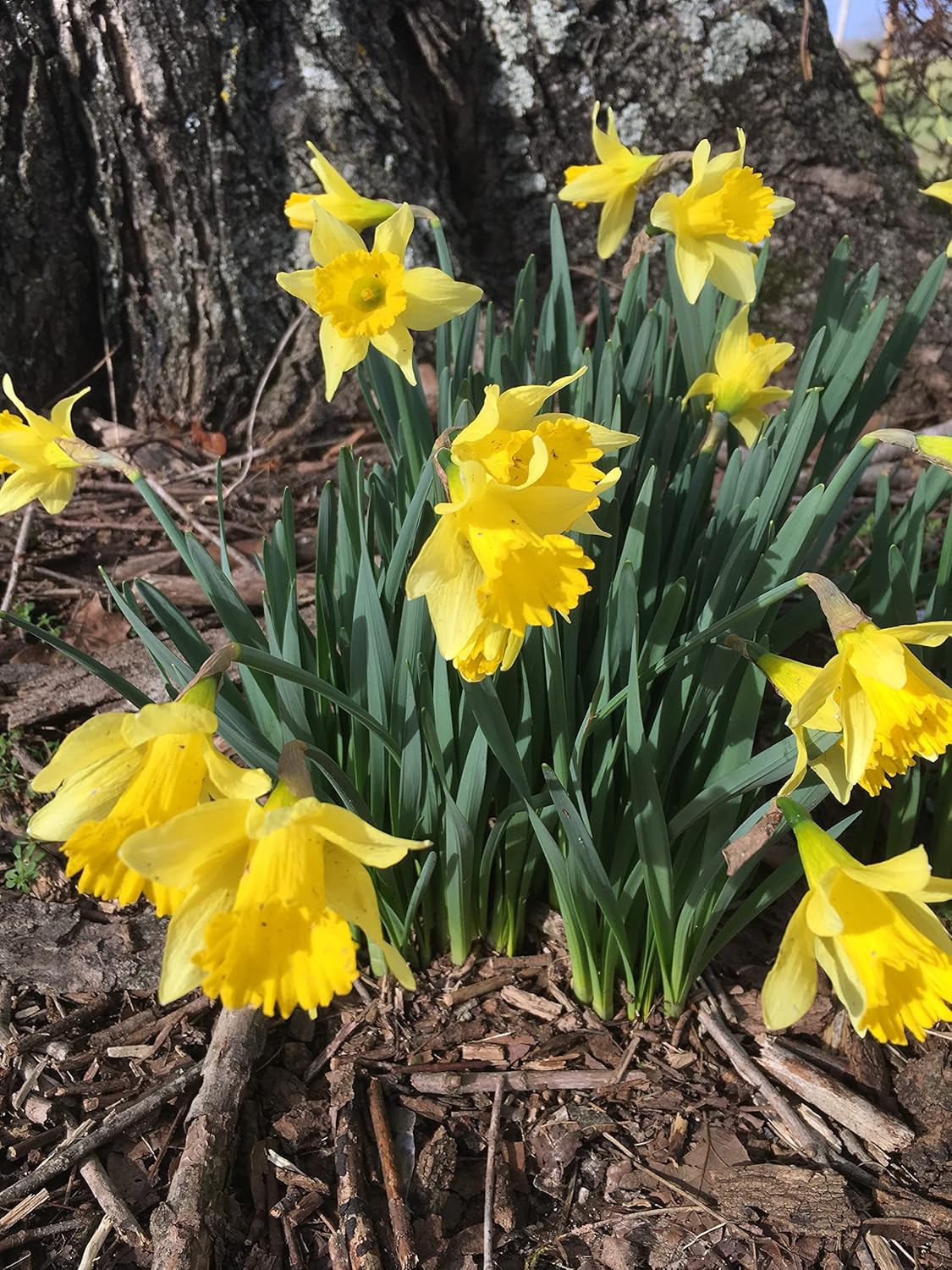 Dutch Master Daffodils (25 Bulbs) - Yellow Daffodil Narcissus Bulbs