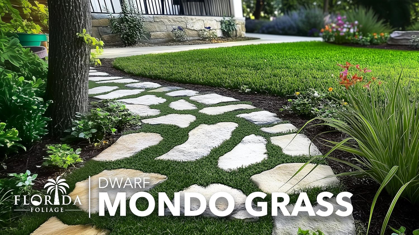 Dwarf Mondo Grass | 20 Live Plants | Ophiopogon Japonicus Nana | Lush Ground Cover | Shade Loving Low Maintenance Garden Solution | Ideal for Landscaping and Borders | Hardy and Evergreen