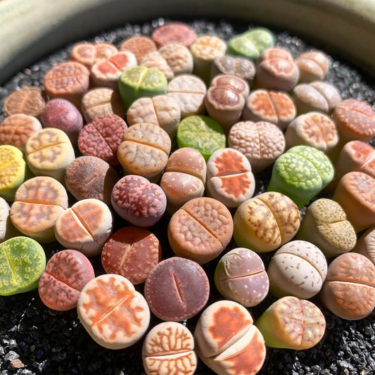 Lithops Random Mix Rare Live Succulent Plants, 30/50/100 Pcs Succulent Live Plant, Bare Root Without Pot & Soil, Indoor Office, Friend Plant Lovers Gifts