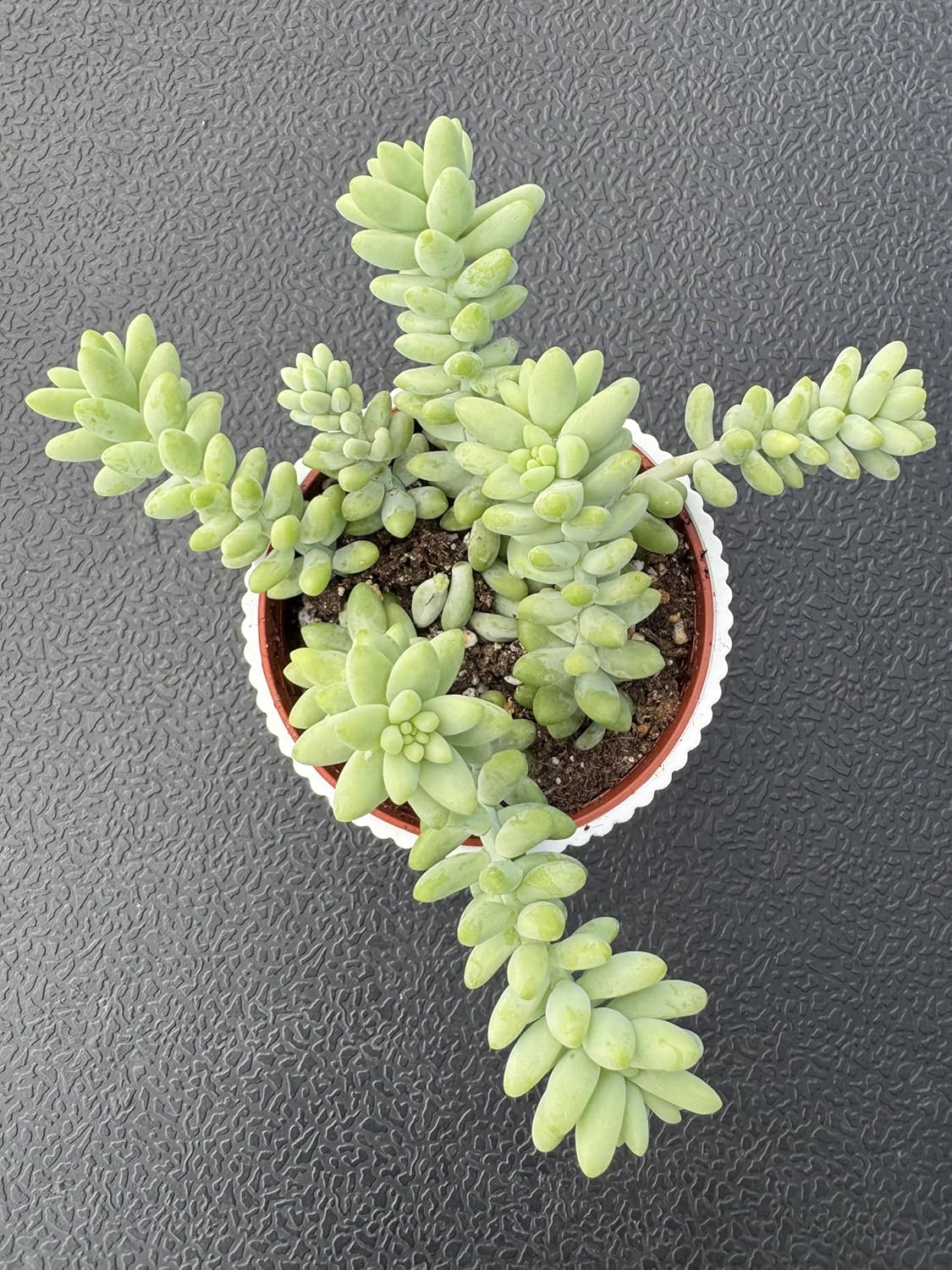 Donkey's Tail with 4" White Stripe Pot, Live Sedum Morganianum-Burro's Tail Succulent with Soil Mix, Rare House Plant for Home Office Wedding Indoor Outdoor Decoration, DIY Projects, Party Favor