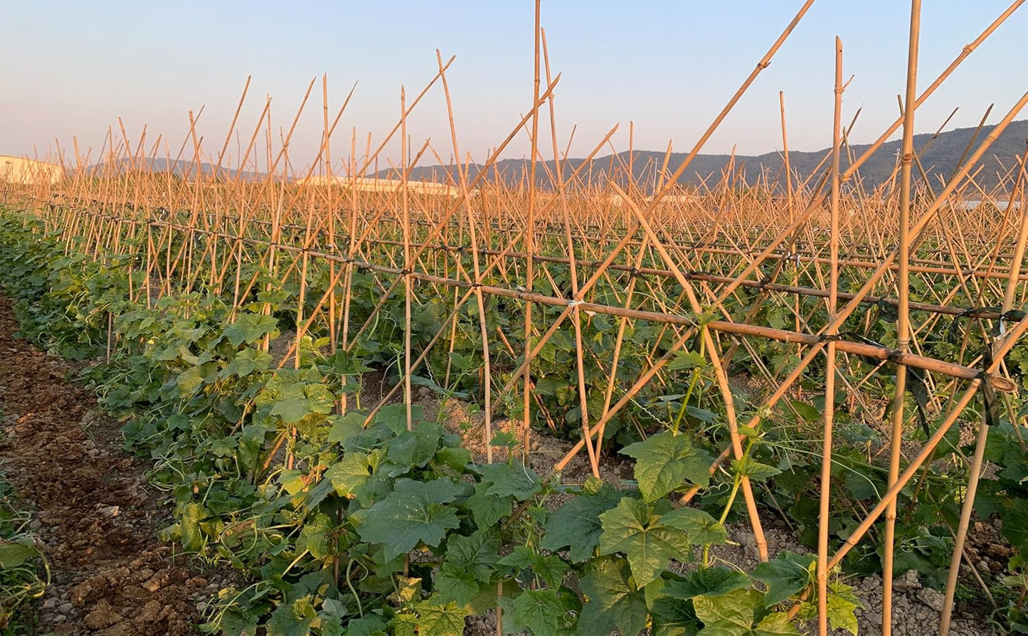 Plant Bamboo Post,4Feet,Bamboo Garden Stakes,50PcsBamboo Stakes,for Tomato,Beans,Vegetable and Flowers, Potted Plants,Indoor and Outdoor Climbing Plants