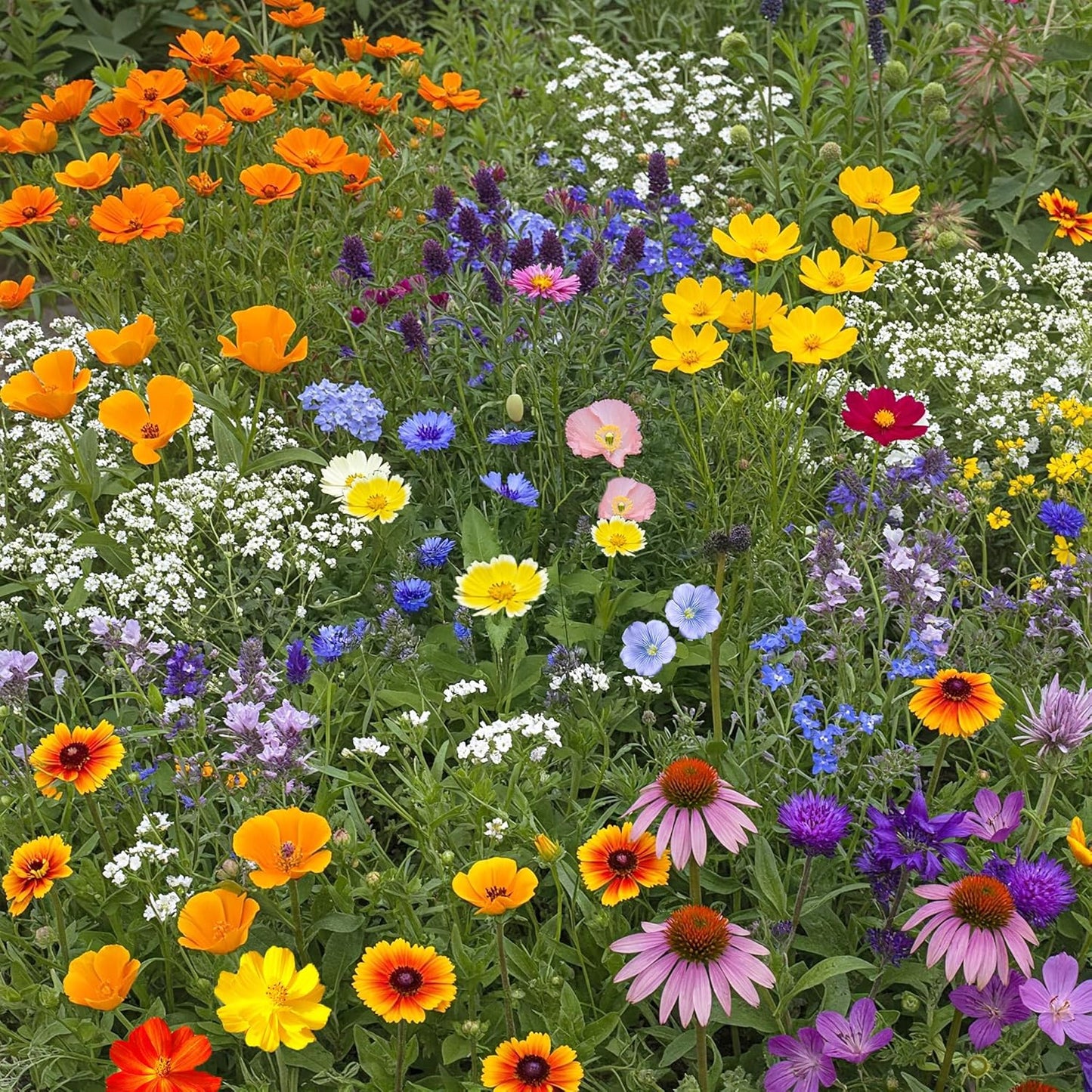 Ferry-Morse Dry Climate Mix Bulk Wildflower Seeds, 1lb