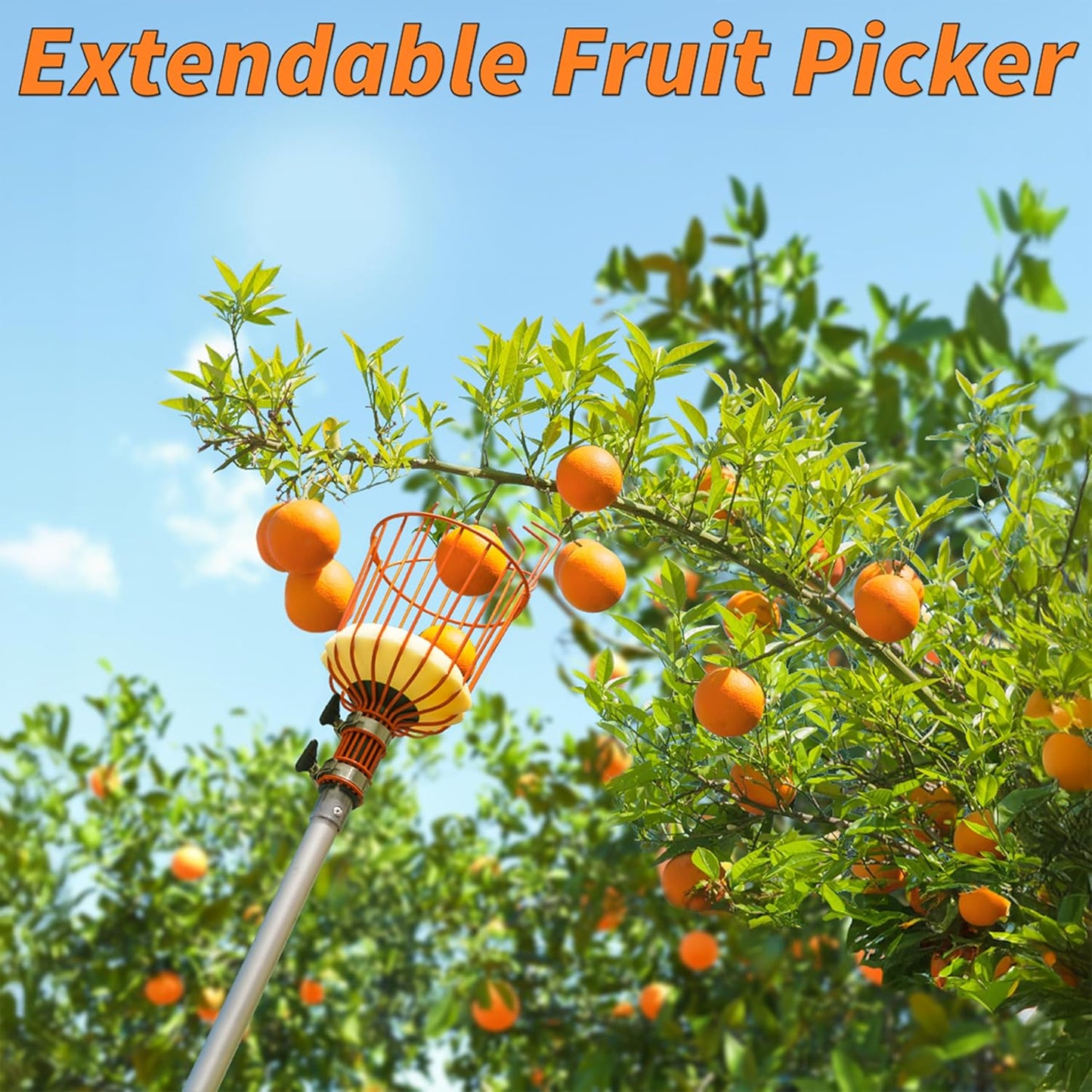 Fruit Picker Pole with Basket Telescoping 5-24 ft Apple Picker Extension Pole // Telescopic Fruit Tree Picker Tool for Picking Orange Mango Avocado Lemon Pear // The Ultimate High-Reach Fruit Grabber