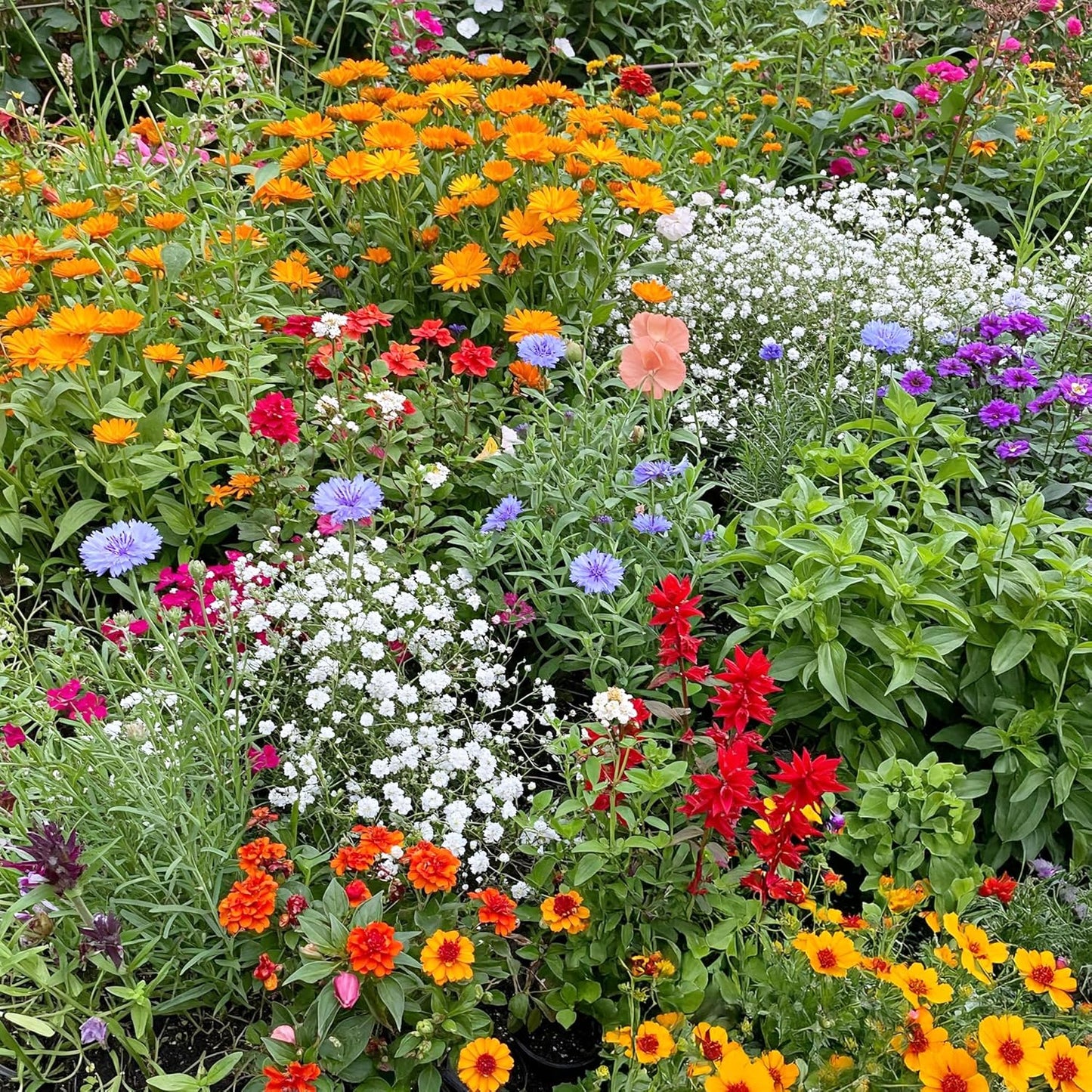 Ferry-Morse Hot, Dry Annual Mix Bulk Wildflower Seeds, 1lb