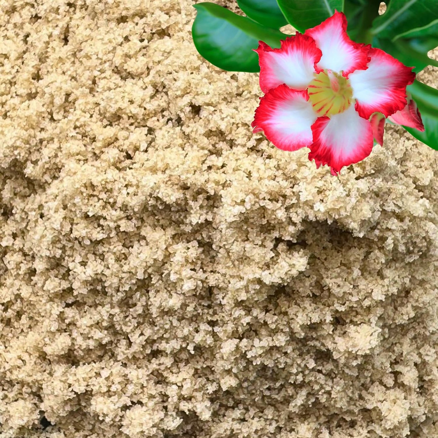 Fine Sand for Plants – Horticultural Sand for Succulents, Cactus, Potting Mixes, Terrariums & Decorative Indoor Gardens, Made in USA (1 Quart - 2.8 lbs)