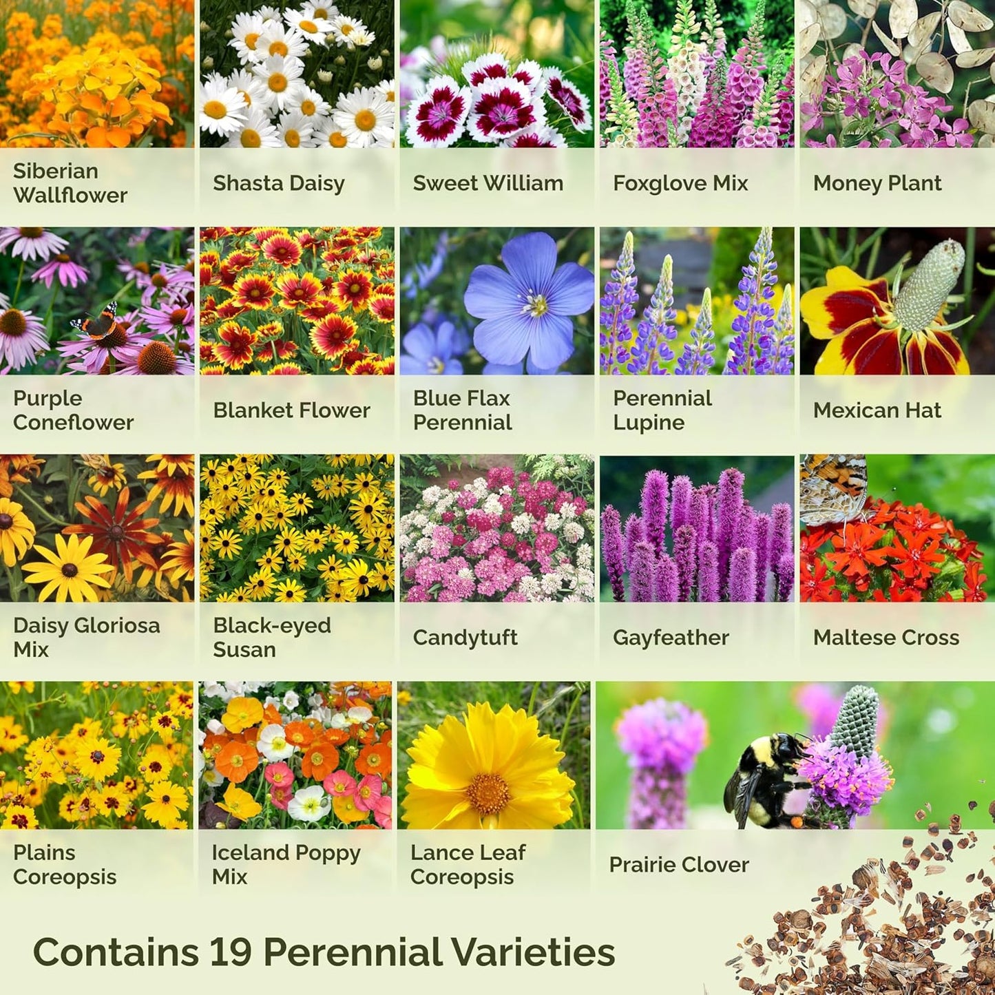 Eden Brothers All Perennial Wildflower Mixed Seeds for Planting, 50 lb, 24,000,000+ Seeds with Lupine, Shasta Daisy | Attracts Pollinators, Plant in Spring or Fall, Zones 3, 4, 5, 6, 7, 8, 9, 10