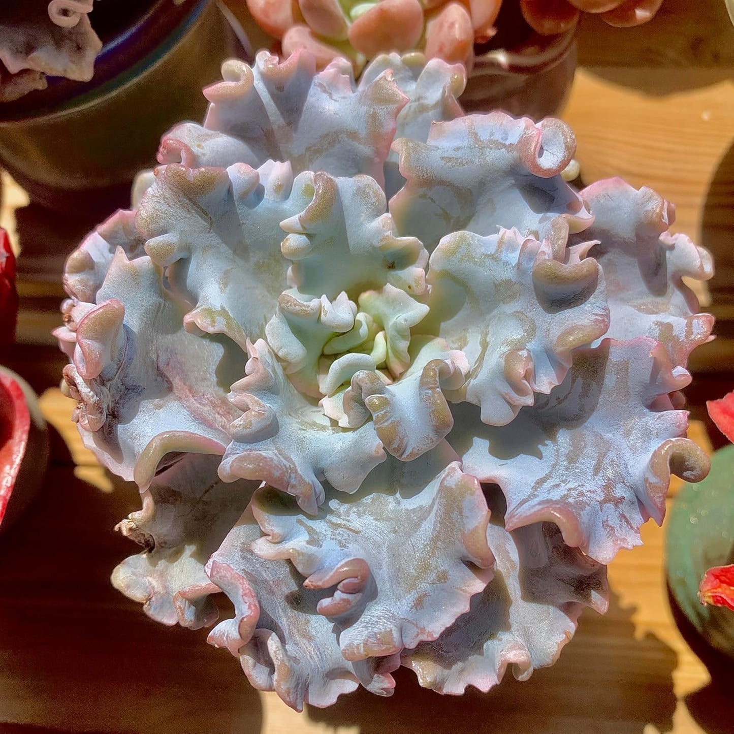 FWPP Echeveria 'Crispate Beauty' Live Succulent 3.5 Inch Potted Plant, Easy Care Indoor Houseplant, Real Succulent Gift for Home or Office Decor