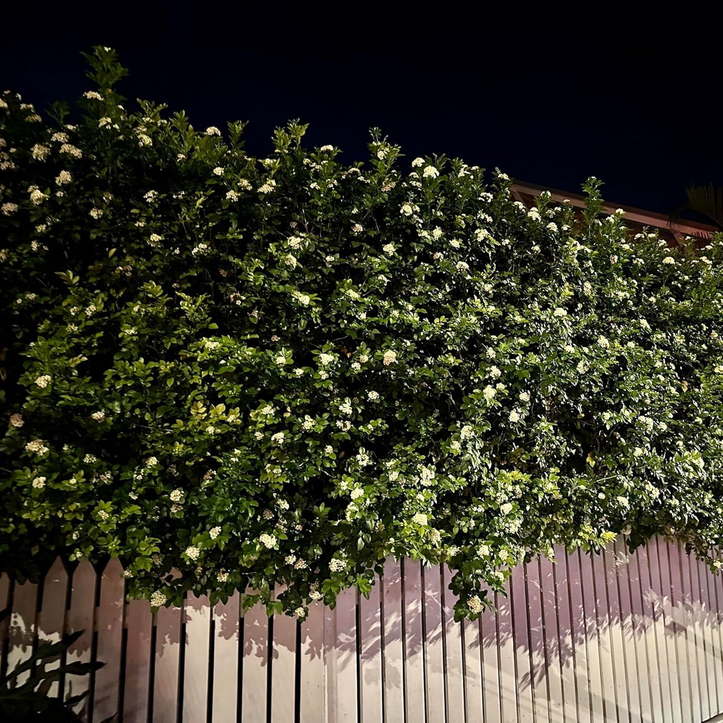 Night Blooming Jasmine Live Plant - Cestrum Nocturnum. Fragrant Flowering Shrub for Garden, Patio or Window (2 ngt.jas Cups)