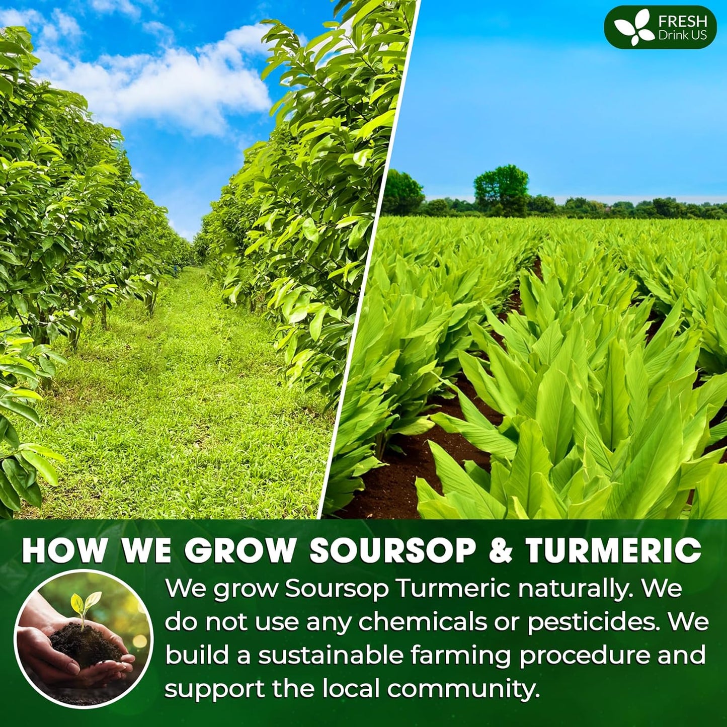 FreshDrinkUS, Premium 60 Soursop Turmeric Tea Bags, 100% Natural, Blend of Soursop Leaves, and Turmeric Root. Made with Natural Material Tea Bags. No Sugar, Vegan.