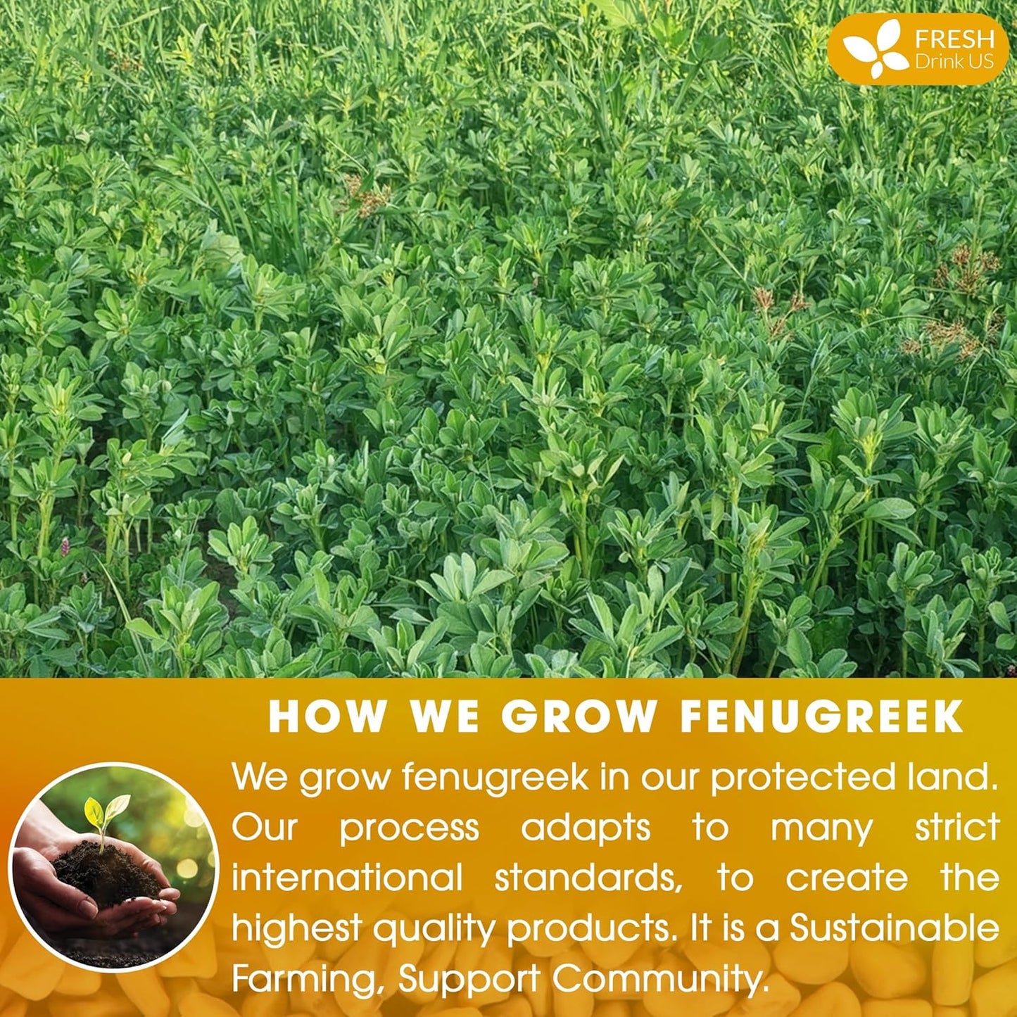 FreshDrinkUS, Premium 75 Fenugreek Tea Bags, 100% Natural & Pure from Fenugreek. Fenugreek Herbal Tea. Made with Natural Material Tea Bags. No Sugar, No Caffeine, No Gluten, Vegan.