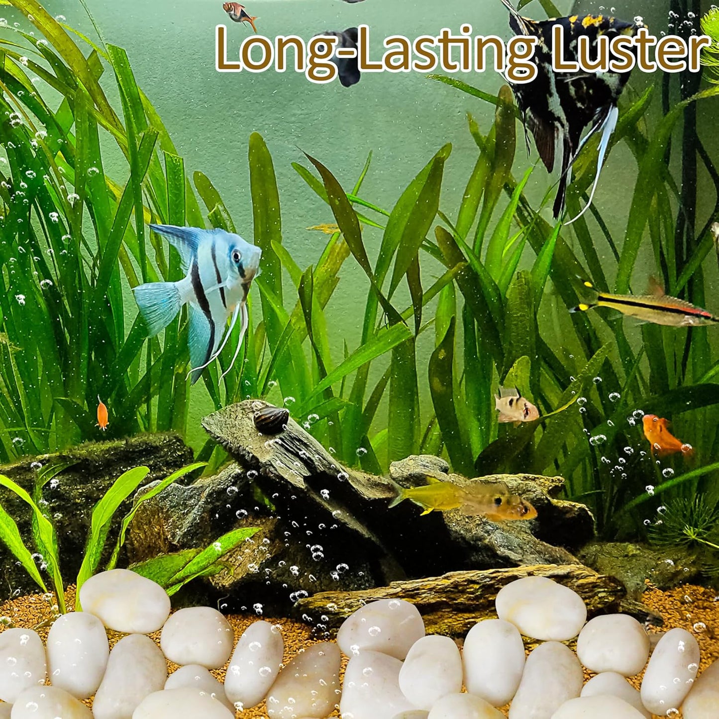 Sunnyglade 5LBS White River Rocks, 2-3 Inch Natural Pebbles for Indoor Plants, High Polished Decorative Stones Vase Filler Fish Tank Aquariums Landscaping Garden Outdoor and Indoor DIY (5 Pounds)