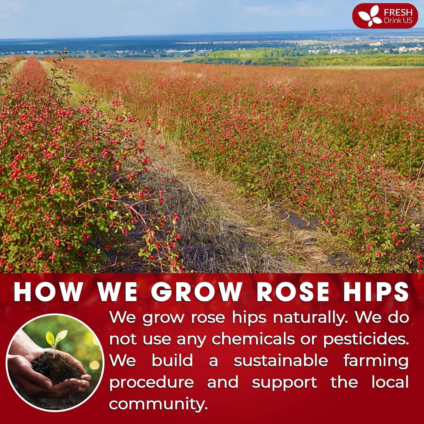 FreshDrinkUS, Premium 135 Rosehip Tea Bags, 100% Natural & Pure from Rose Hip Fruits. Loose Rosehip Herbal Tea. Made with Natural Material Tea Bags. No Sugar, No Caffeine, No Gluten, Vegan.