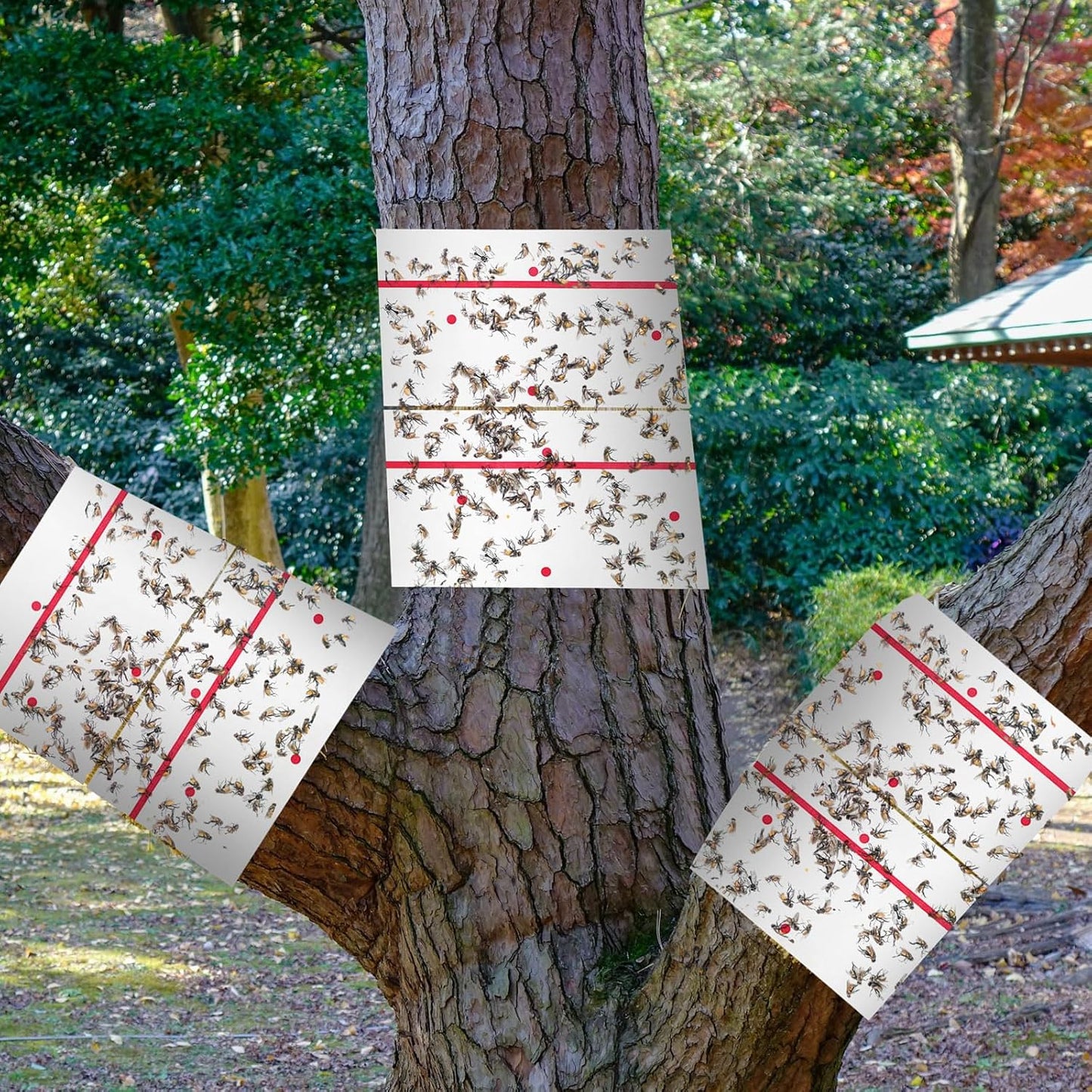 Qualirey 6 Rolls Spotted Lantern Fly Traps 30 Feet Each Roll Fly Tree Trap Sticky Strips Outdoor Fruit Glue Strips Disposable Tape Indoor Paper Sheets for Protecting Trees(White)